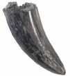 Tyrannosaur Tooth - Judith River Formation, Montana #63114-2